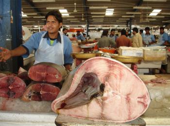 阿拉伯联合酋长国迪拜鱼市场