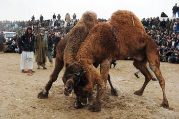 阿富汗举行斗骆驼大赛庆新年