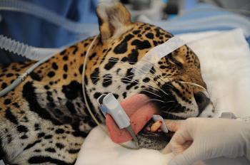 哥伦比亚兽医为美洲虎实施牙齿手术
