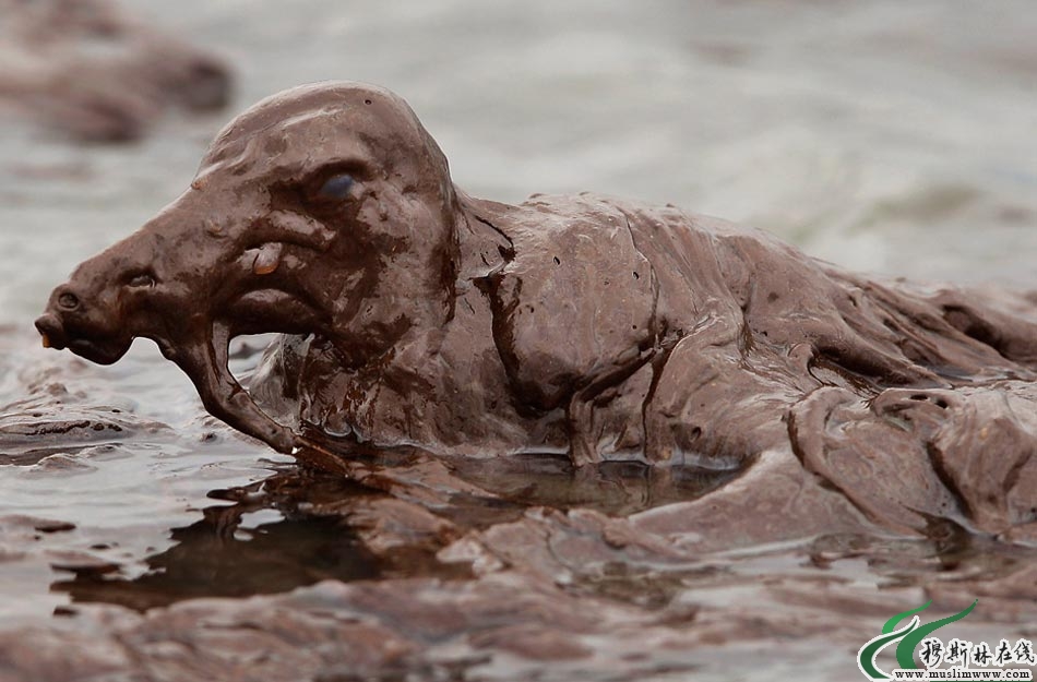 墨西哥湾生态悲剧 鸟类在油污中痛苦挣扎
