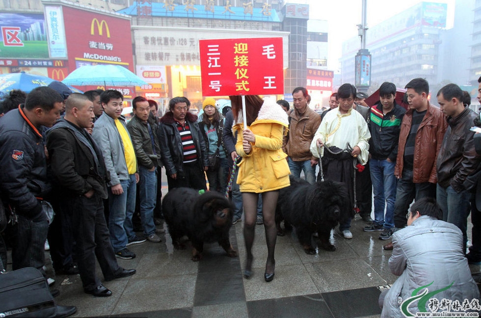 郑州黑丝女为天价藏獒开道引路