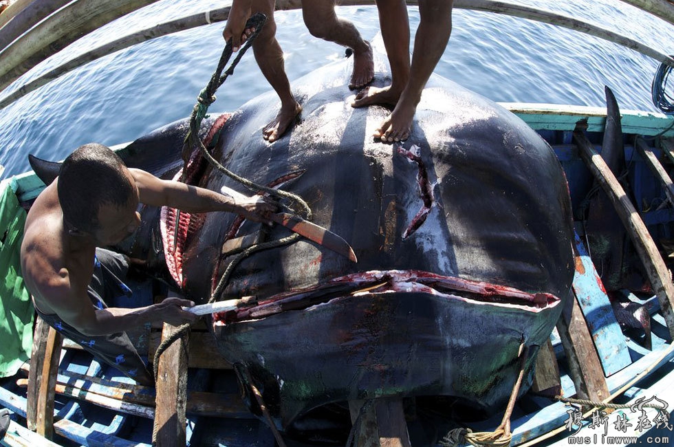 2012年10月16日消息（具体拍摄时间不详），渔民在印尼岛屿捕捉蝠鲼。这些令人震惊的图片是由环保主义者、美国摄影师Shawn Heinrichs拍摄的，意在提高世界范围内对于蝠鲼捕捞情况的关注。其中一张悲剧性的图片显示，一条小蝠鲼慢慢地死在妈妈的肚子上。另外还有一些图片展示屠宰蝠鲼，取腮的过程。