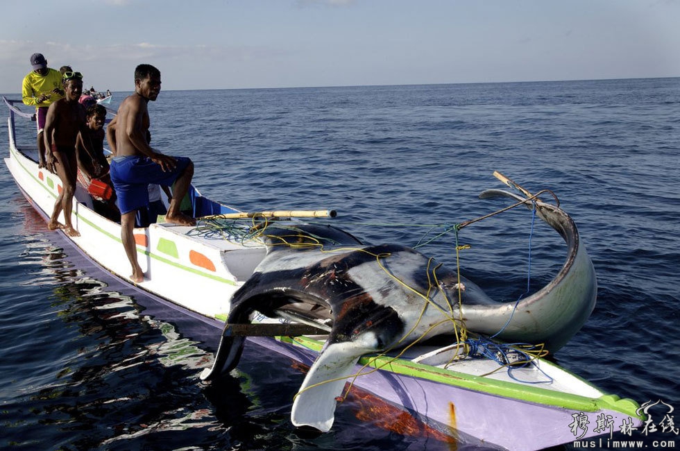 图为渔民在印尼岛屿捕捉蝠鲼。