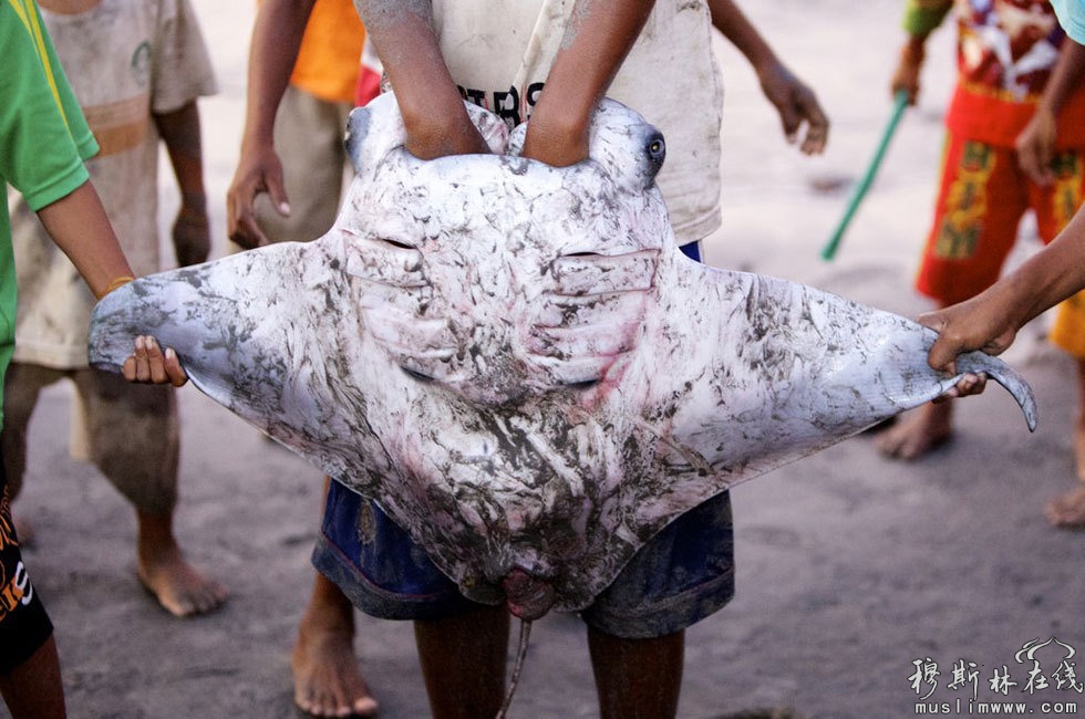 　图为渔民在印尼岛屿捕捉蝠鲼。