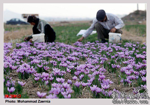 安拉恩赐的好植物,伊朗藏红花