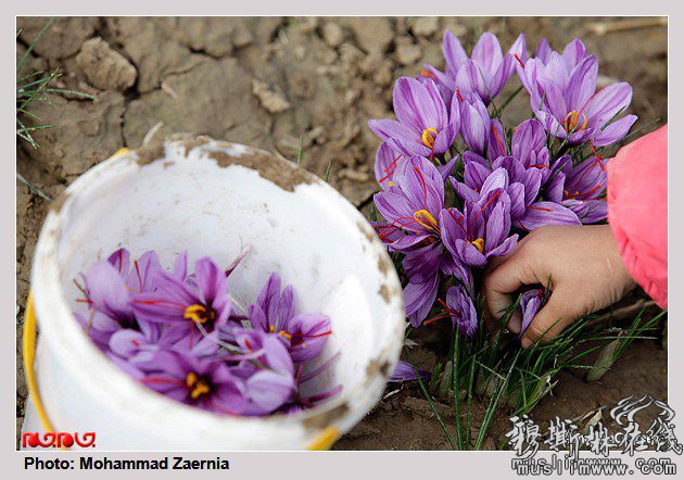 安拉恩赐的好植物,伊朗藏红花