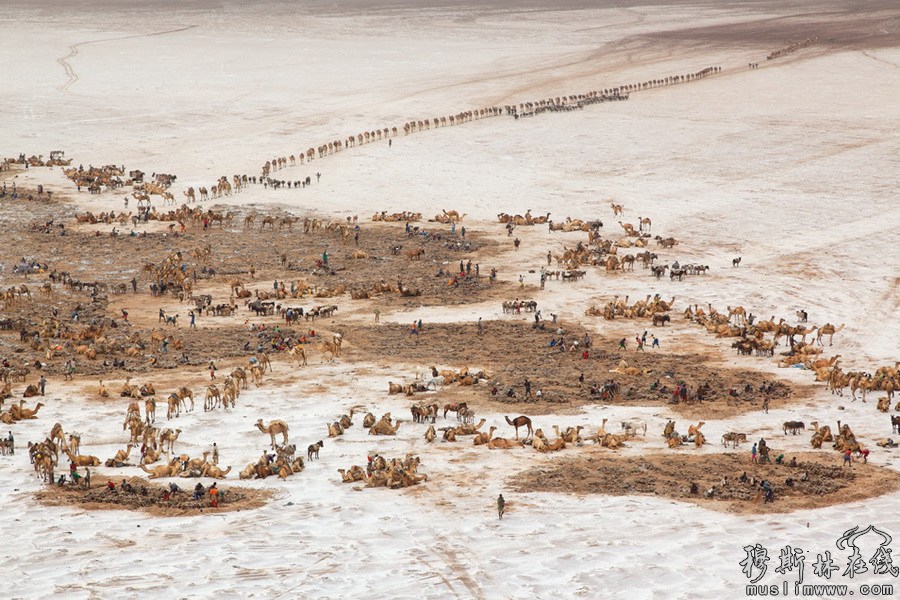 埃塞俄比亚，阿沙尔湖，运输盐的商队。乔治·斯坦梅茨摄于2011年。图片来源：环球网