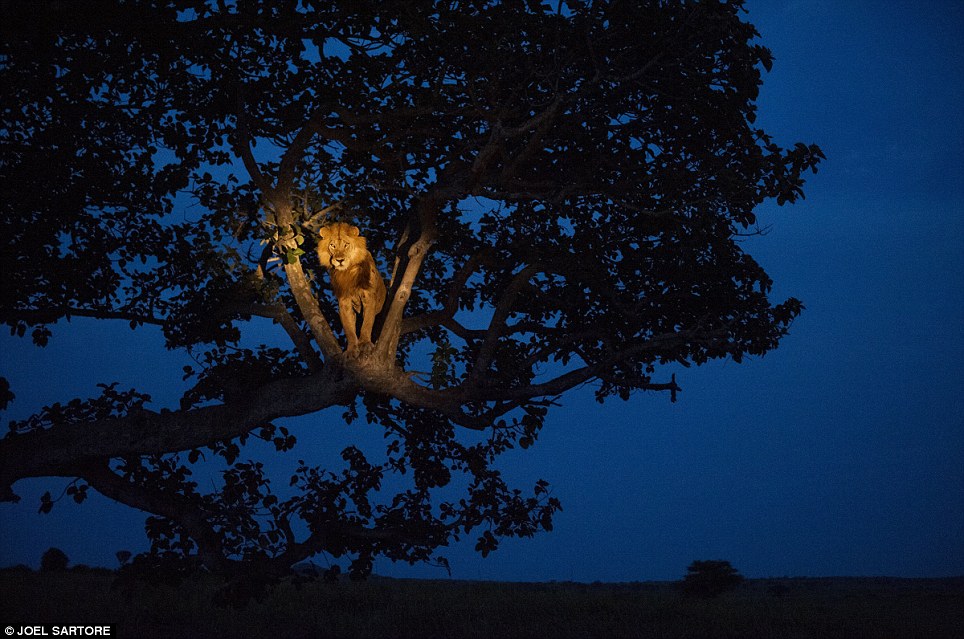 乌干达伊丽莎白女王公园一头狮子在树上小憩 （Joel Sartore摄）