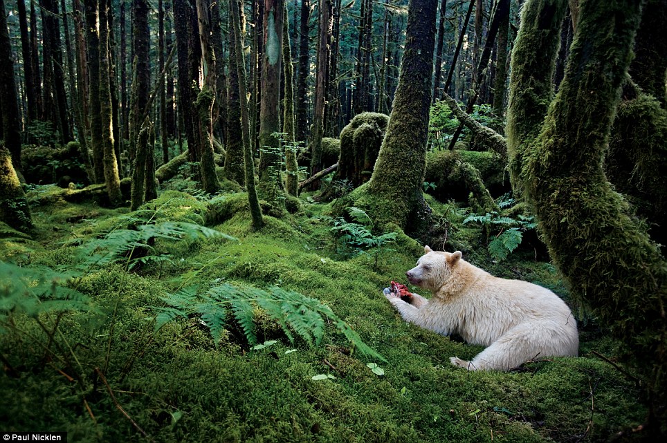 　加拿大某雨林中一头白灵熊在享受鲑鱼大餐（ 保罗 尼克伦（Paul Nicklen）摄于2010年）