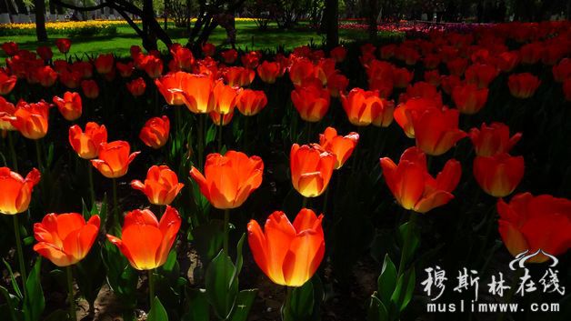 夏都西宁的郁金香花已经盛开 马小迪摄影报道