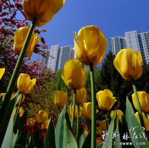 夏都西宁的郁金香花已经盛开 马小迪摄影报道