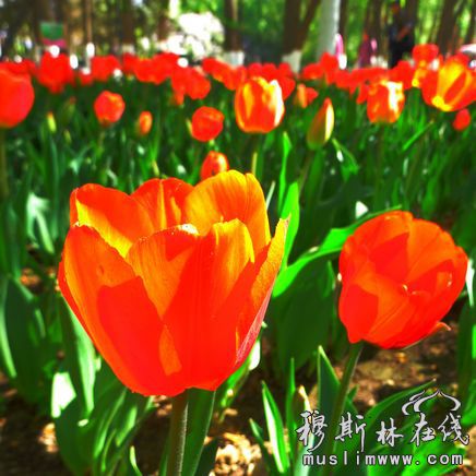 夏都西宁的郁金香花已经盛开 马小迪摄影报道