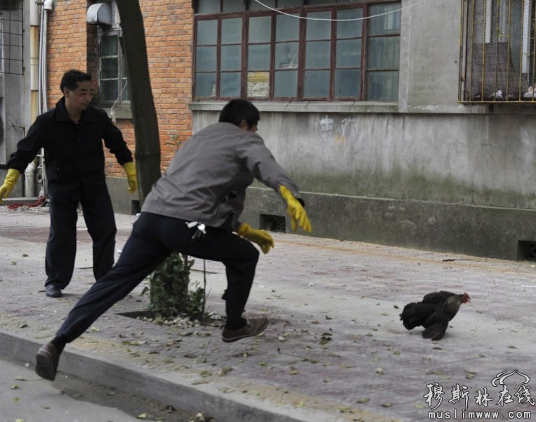 4月28日，江西南昌，一户居民看到城管队友来了，把一只鸡从3楼扔了下来，城管只能飞奔追鸡。王祺/东方IC 