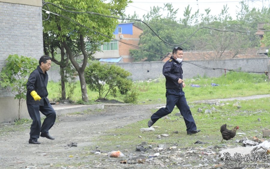 4月28日，江西南昌，城管队员追着鸡跑。王祺/东方IC 