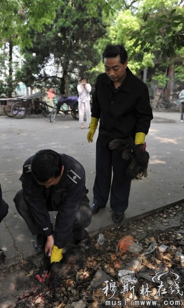 4月28日，江西南昌，城管现场屠杀抓到的鸡。王祺/东方IC 