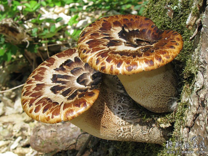 世界上最鲜艳美丽的蘑菇