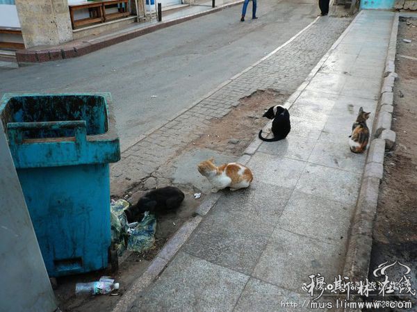 同桑给巴尔岛上的石头城一样，沙特阿拉伯各个城市都有大量的流浪猫，它们最爱占据的地方就是垃圾桶。