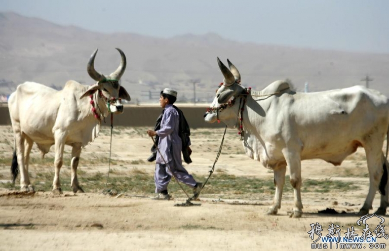 巴基斯坦穆斯林在古尔邦节前买卖牛羊的场景
