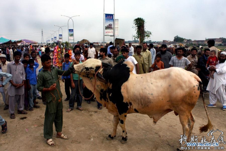 巴基斯坦穆斯林在古尔邦节前买卖牛羊的场景