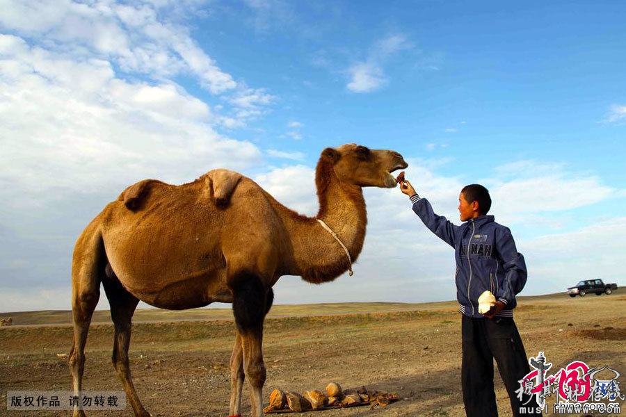 骆驼生病，叶尔江很心疼，切了自己吃的茄子喂骆驼，希望它早点康复。中国网图片库 孙继虎/摄