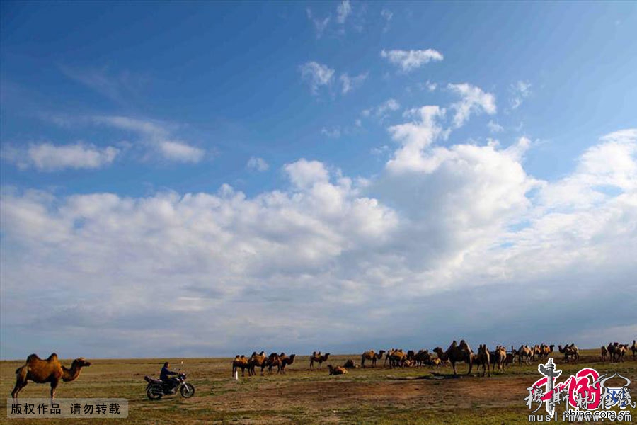十一岁的叶尔江就可驾驶成人的摩托车（这在城里是不可想象的）把分散在草原上的骆驼赶到驼场，准备挤奶。中国网图片库 孙继虎/摄