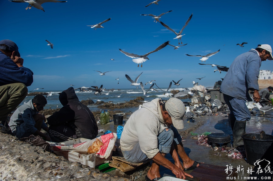 　12月18日，在摩洛哥索维拉港口，渔夫们打理着渔获，海鸥盘旋在头顶伺机觅食。新华社记者刘大伟摄