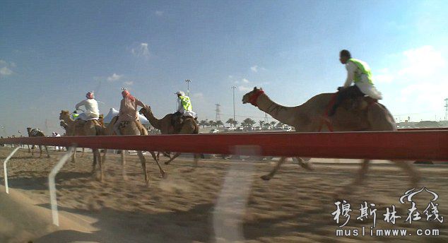 阿联酋举办骆驼选美比赛