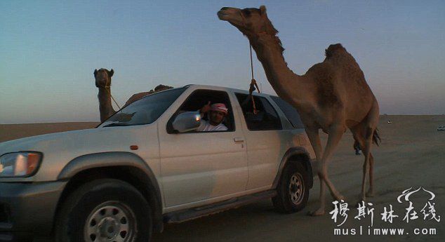 阿联酋举办骆驼选美比赛