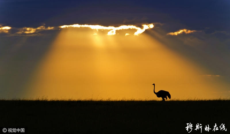 澳摄影师深入非洲六年 拍绝美动物剪影