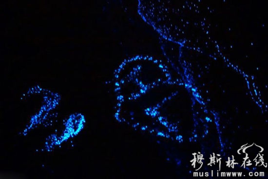 马尔代夫海滩发光浮游植物造奇景。